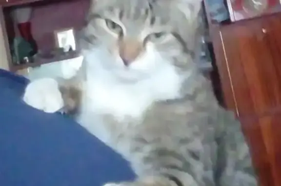 Найдена кошка, Омск, фото: Найдена серо-черная кошка в Омске