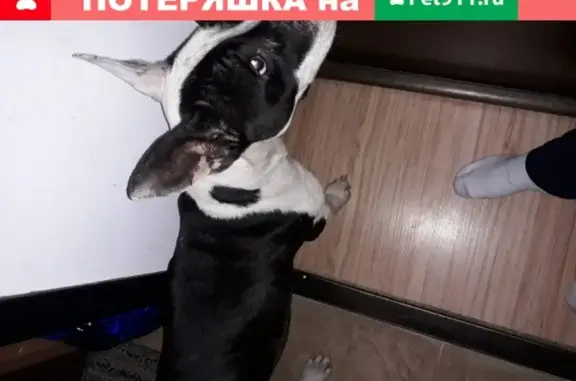 Найдена собака на ул. Дзержинского в Брянске