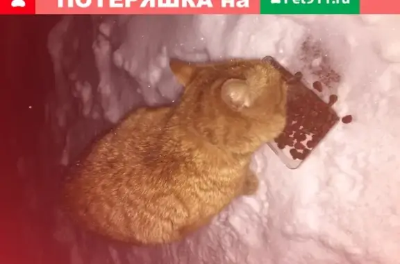 Рыжий кот с ошейником на улице Пос. Тихвинка, 17Д