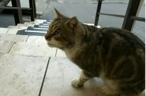 Пропал котик на улице Котлярова, 24 в ЖК Московский