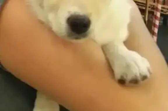 Собаки потеряшки, поселок городского типа Маслова Пристань, фото: Потеряшка щенок Белка в Масловой Пристани, Россия