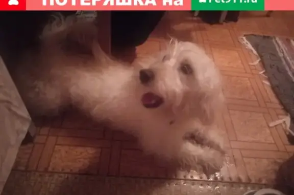 Найдена собака на Типографской, Москва