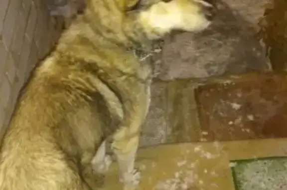 Собака найдена в Наро-Фоминском р-не, д. Субботино.