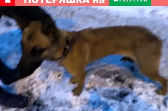 Найдена ручная собака у метро Бабушкинская (39 символов)