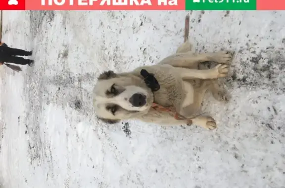 Собака найдена в п. Сокуры, Республика Татарстан.