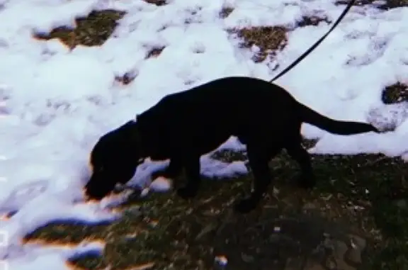 Пропала собака в Комсомольске-на-Амуре #ищу_Комсомольск
