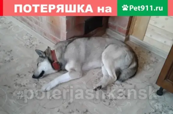 Пропала собака породы Лайка в Новосибирске на ул. Лежена