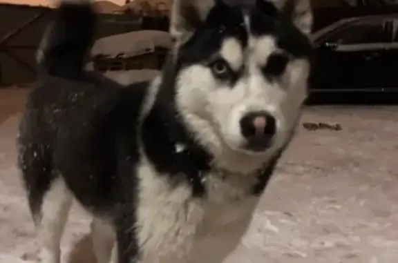 Собаки потеряшки, Липецк, фото: Потеряшка собака Рокки в районе университетского, Липецк