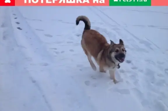 Пропала собака в Челябинске, помогите найти