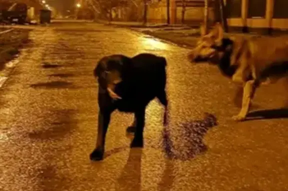 Найдена сука лабрадора на улице Брестской в Краснодаре