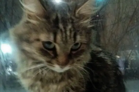 СРОЧНО! Найдена красивая кошка на Ново-Ямской улице