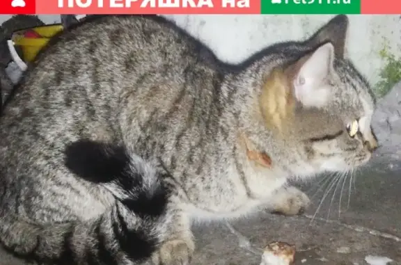 Потерянная кошка с ошейником в деревне Анишино