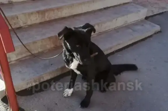 Пропала собака в Чистой Слободе, Новосибирск