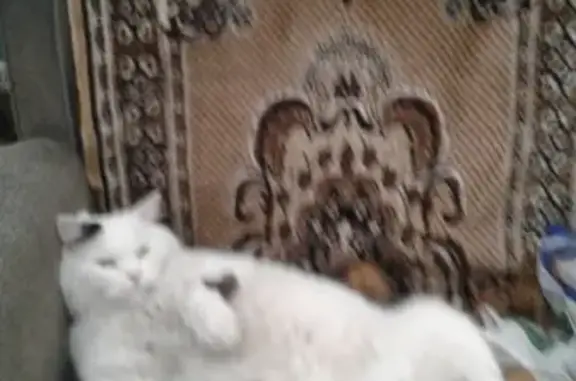 Кошки потеряшки, Фирсово, фото: Потеряшка кошка Филя в Фирсово, нашедшим - звоните!