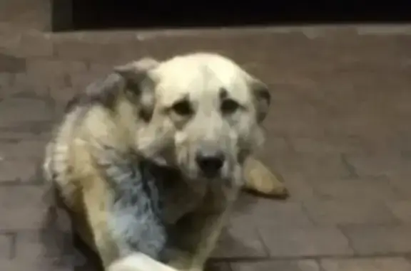 Найдена домашняя собака в Санкт-Петербурге!