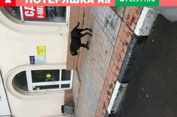 Найдена собака на улице Советов возле пекарни Хлебов, Новороссийск