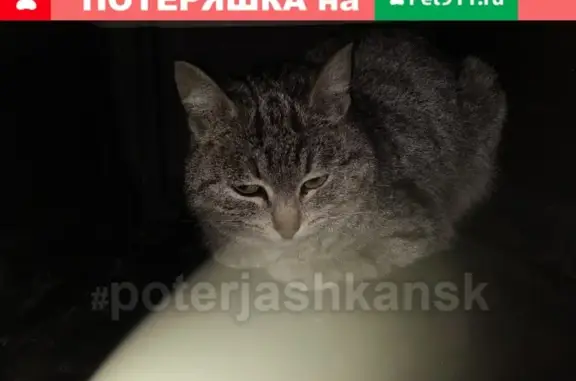 Найдена кошка на ул. Галущака
