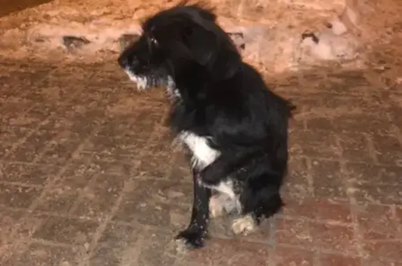 Найдена собака на ул. Вилонова, Калуга!