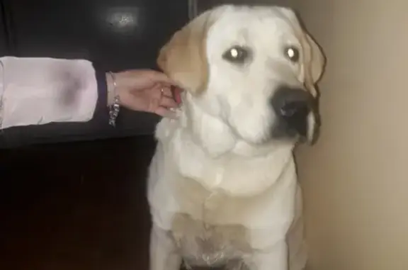 Найдена собака в Сочи, нужна временная передержка