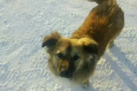 Пропала собака Бакс, Пермь.