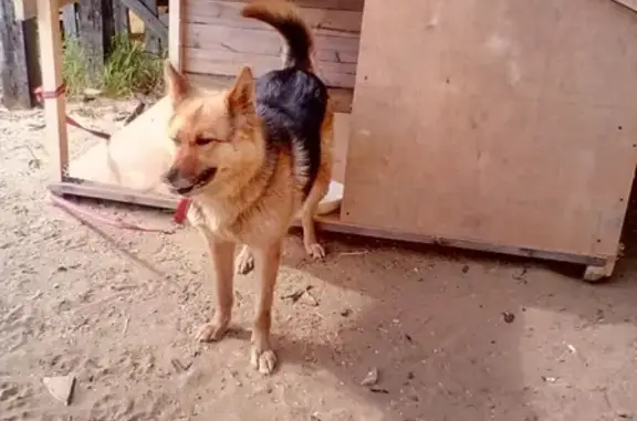 Пропала собака Ника в Нарьян-Маре