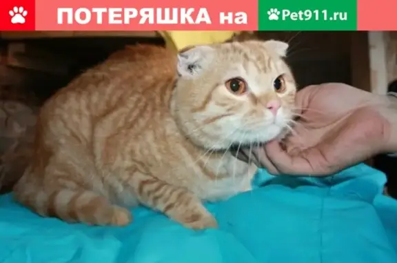 Кошки потеряшки, Киров, фото: Потеряшка кот Тимофей на улице Азина