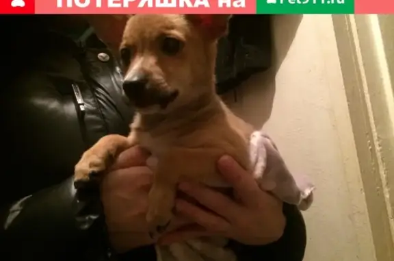 Найдена собака на ул. Черняховского, Кемерово