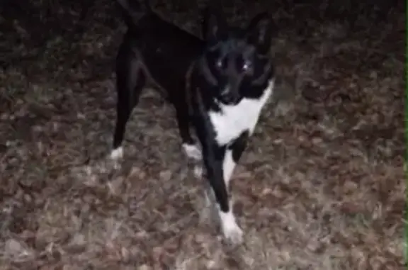 Найдена собака в Удомле, ищет хозяина.