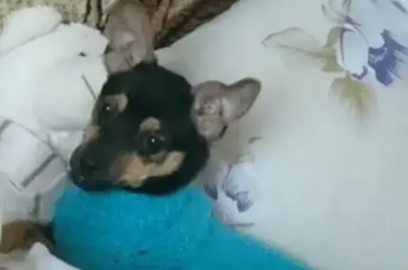 Собаки потеряшки, Кривянская, фото: Потеряшка собака Роза, район Гагарина и Ленина.