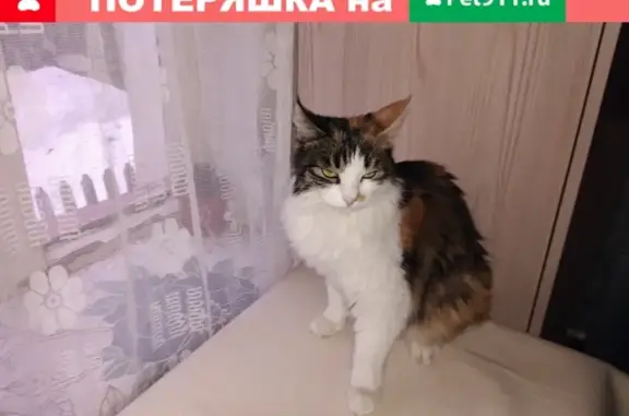 Найдена кошка на ул. Народного Ополчения-Скрыпника, Ростов-на-Дону