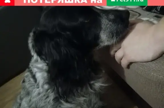 Найдена собака на Кузнецкой, ищем хозяев, тел. указан.