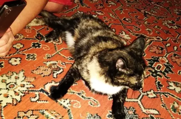 Найдена кошка на улице Труда 57