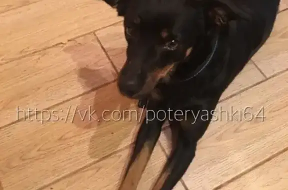 Собака найдена в Елшанке, Саратов