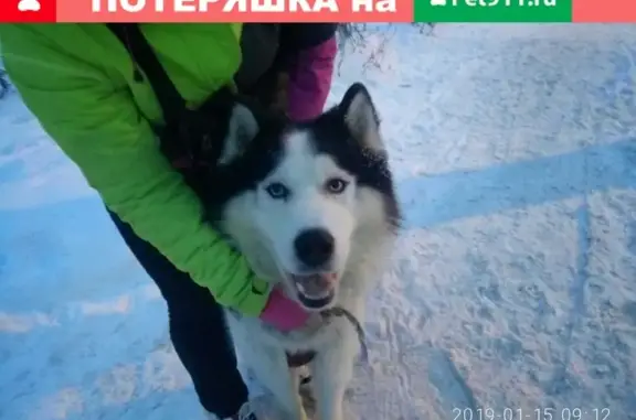 Найдена собака на Антонова!