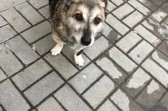 Найдена собака на пр-те Сельмаш в Ростове