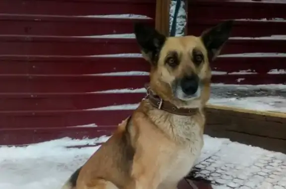 Пропала собака в Самаре, адрес: Малый Сорокин Хутор, помогите!