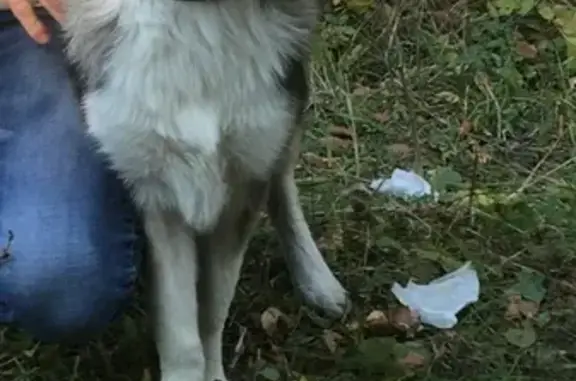 Пропала собака в мкр Солнечном, Уруссу, Башкортостан