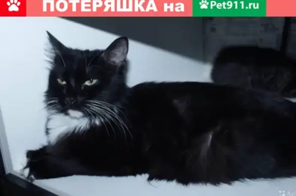 Пропала кошка на ул. Котовского 24, зовут Соня, вознаграждение.