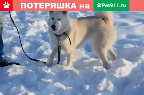 Пропала собака Скай в Нижнем Новгороде