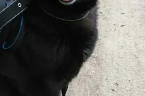 Собаки потеряшки, Кострома, фото: Потеряшка собака Миша на 2-й Волжской улице