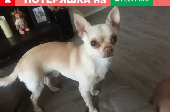 Пропала собака Лаки в Одинцово, вознаграждение.