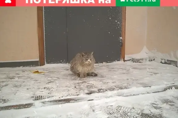 Найдена домашняя кошка на Лунной 41А в Саратове