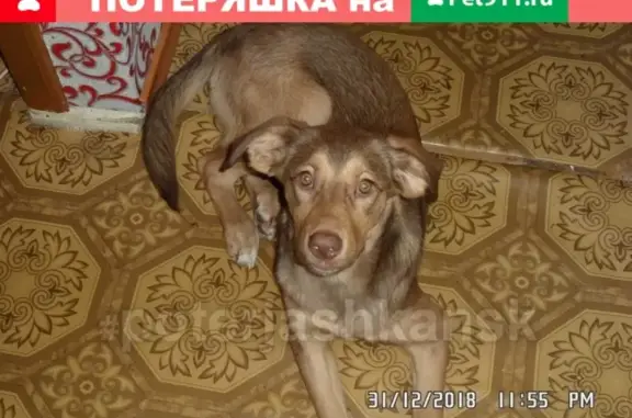 Пропала собака на Станиславском жилмассиве
