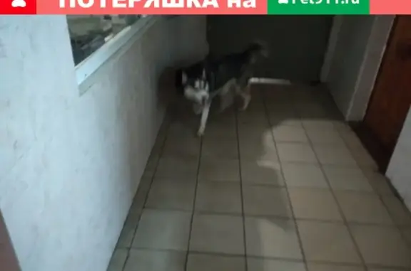 Найдена собака на ул. Энгельса в Новороссийске