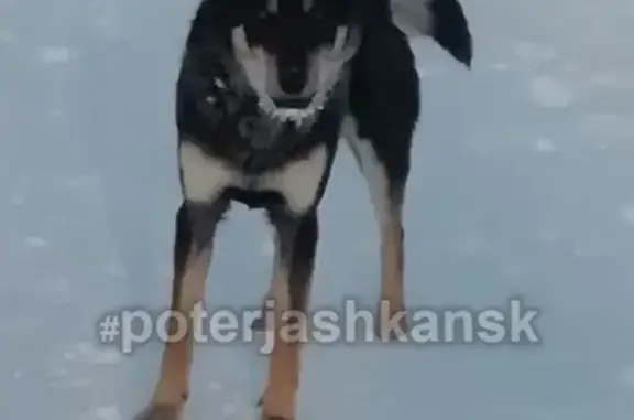 Найдена собака в Кировском районе, Акатуйский