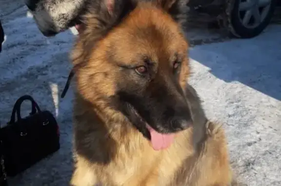 Найден молодой пёс в Омске, ищем хозяина!