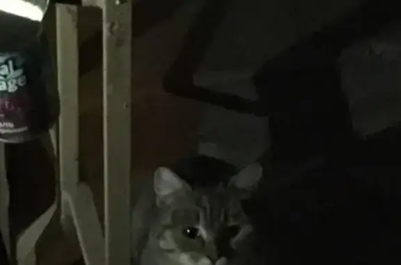 Найдена кошка, Порецкое, фото: Найдена кошка, район ЮЗР, залом хвоста, тел. указан.