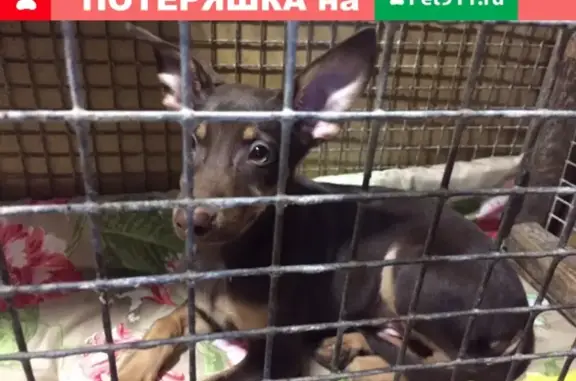 Найден щенок той-терьера в Полевском, Свердловская обл.