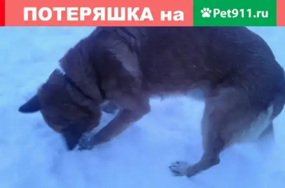 Пропала рыжая собака на улице Горка, номер хозяйки: Россия, Вологда.