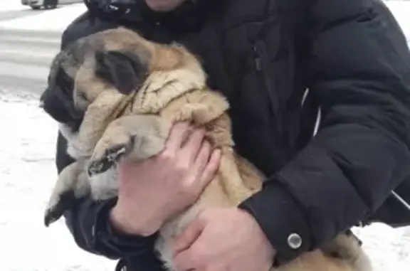 Собака найдена у бюста Иванченкова в Ивантеевке